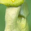 Aristolochia manshuriensis, flowers