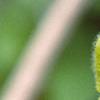 Aristolochia manshuriensis, flowers