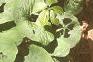 Asarum canadense, habit