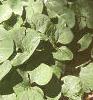 Asarum canadense, habit