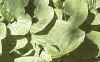 Asarum canadense, habit