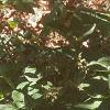 Asarum canadense, habit