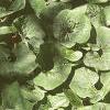 Asarum canadense, habit