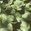 Asarum canadense, habit