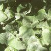 Asarum canadense, habit