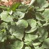 Asarum canadense, habit