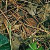 Asarum minor 'Honeysong', habit