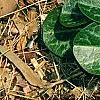Asarum minor 'Honeysong', habit