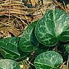 Asarum minor 'Honeysong', habit
