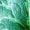 Asarum minor 'Honeysong', leaves