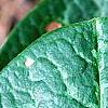 Asarum minor 'Honeysong', leaves