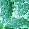 Asarum minor 'Honeysong', leaves