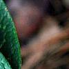 Asarum minor 'Honeysong', leaves