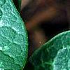 Asarum minor 'Honeysong', leaves