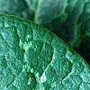 Asarum minor 'Honeysong', leaves