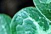 Asarum minor 'Honeysong', leaves