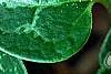 Asarum minor 'Honeysong', leaves