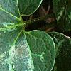 Asarum minor 'Honeysong', leaves