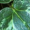 Asarum minor 'Honeysong', leaves