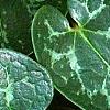 Asarum minor 'Honeysong', leaves