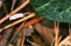 Asarum minor 'Honeysong', leaves