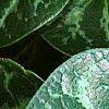 Asarum minor 'Honeysong', leaves