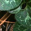 Asarum minor 'Honeysong', leaves