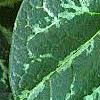 Asarum minor 'Honeysong', leaves