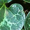 Asarum minor 'Honeysong', leaves