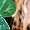 Asarum minor 'Honeysong', leaves