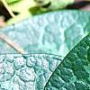 Asarum minor 'Honeysong', leaves