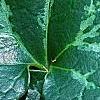 Asarum minor 'Honeysong', leaves