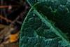 Asarum minor 'Honeysong', leaves