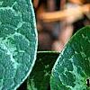 Asarum minor 'Honeysong', leaves
