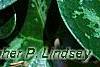 Asarum minor 'Honeysong', leaves