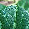 Asarum minor 'Honeysong', leaves