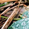 Asarum minor 'Honeysong', leaves