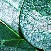 Asarum minor 'Honeysong', leaves