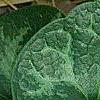 Asarum minor 'Honeysong', leaves
