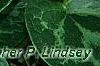 Asarum minor 'Honeysong', leaves