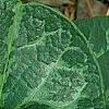 Asarum minor 'Honeysong', leaves