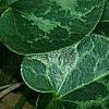 Asarum minor 'Honeysong', leaves