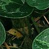 Asarum minor 'Honeysong', leaves