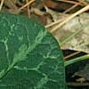 Asarum minor 'Honeysong', leaves