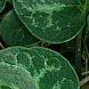 Asarum minor 'Honeysong', leaves