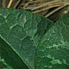 Asarum minor 'Honeysong', leaves