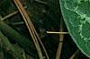 Asarum minor 'Honeysong', leaves