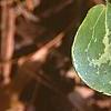 Asarum shuttleworthii, leaves