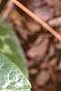 Asarum shuttleworthii, leaves