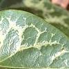 Asarum shuttleworthii, leaves